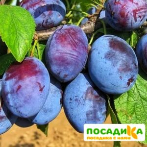 Слива Чачакская ранняя купить по цене от 229.00р. в интернет-магазине «Посадика» с доставкой почтой в в Калач-на-Донуе и по всей России – [изображение №1].