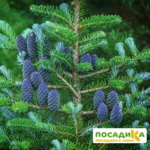 Пихта корейская (Abies koreana) купить по цене от 450.00р. в интернет-магазине «Посадика» с доставкой почтой в в Калач-на-Донуе и по всей России – [изображение №1].