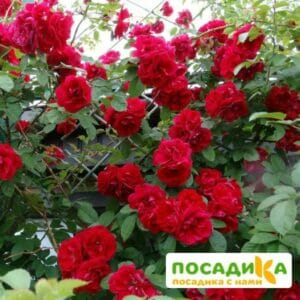 Роза плетистая Амадеус купить по цене от 399.00р. в интернет-магазине «Посадика» с доставкой почтой в в Калач-на-Донуе и по всей России – [изображение №1].