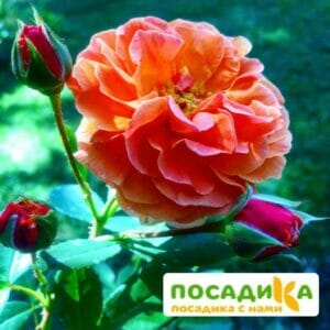 Роза Арабия купить по цене от 350.00р. в интернет-магазине «Посадика» с доставкой почтой в в Калач-на-Донуе и по всей России – [изображение №1].