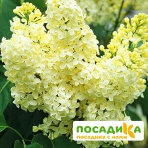 Сирень Примроуз (Primrose) купить по цене от 529.00р. в интернет-магазине «Посадика» с доставкой почтой в в Калач-на-Донуе и по всей России – [изображение №1].