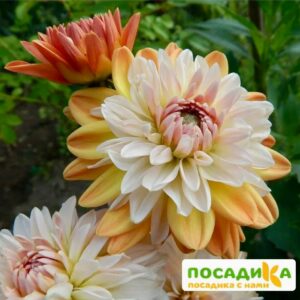 Георгина Коуп де Солейл (декоративная) купить по цене от 400р. в интернет-магазине «Посадика» с доставкой почтой в в Калач-на-Донуе и по всей России – [изображение №1].