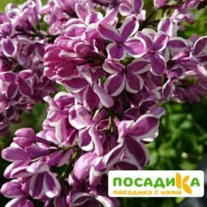 Сирень Сенсация купить по цене от 529.00р. в интернет-магазине «Посадика» с доставкой почтой в в Калач-на-Донуе и по всей России – [изображение №1].