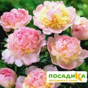 Пион Распберри Сандей (Paeonia Raspberry Sundae) купить по цене от 959р. в интернет-магазине «Посадика» с доставкой почтой в в Калач-на-Донуе и по всей России – [изображение №1].