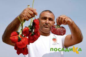 Клубника Гигант Джорнея купить по цене от 266р. в интернет-магазине «Посадика» с доставкой почтой в в Калач-на-Донуе и по всей России – [изображение №1].