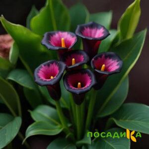 Калла Аура Лейс купить по цене от 400р. в интернет-магазине «Посадика» с доставкой почтой в в Калач-на-Донуе и по всей России – [изображение №1].
