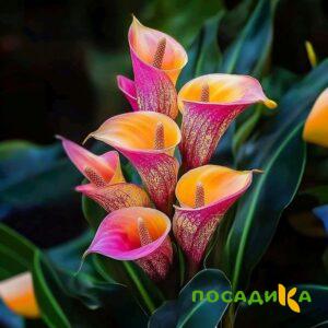Калла Оникс купить по цене от 450р. в интернет-магазине «Посадика» с доставкой почтой в в Калач-на-Донуе и по всей России – [изображение №1].