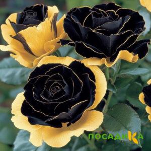 Роза Ханни Сикл купить по цене от 700р. в интернет-магазине «Посадика» с доставкой почтой в в Калач-на-Донуе и по всей России – [изображение №1].