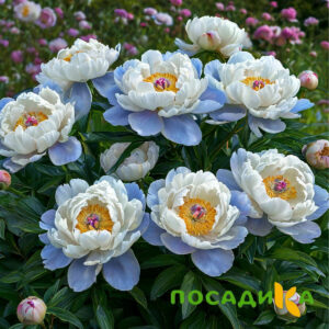 Пион акварельный Этюд купить по цене от 806р. в интернет-магазине «Посадика» с доставкой почтой в в Калач-на-Донуе и по всей России – [изображение №1].