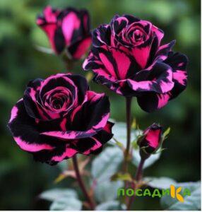 Роза Багровый Шепот купить по цене от 366р. в интернет-магазине «Посадика» с доставкой почтой в в Калач-на-Донуе и по всей России – [изображение №1].