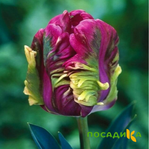 Тюльпан Экзотик Хэвен купить по цене от 186р. в интернет-магазине «Посадика» с доставкой почтой в в Калач-на-Донуе и по всей России – [изображение №1].