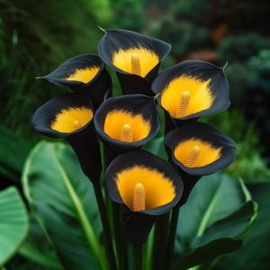 Калла Легато купить по цене от 620р. в интернет-магазине «Посадика» с доставкой почтой в в Калач-на-Донуе и по всей России – [изображение №1].