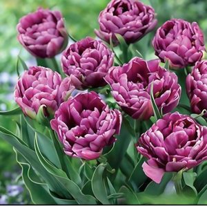 Тюльпан Айс Крим купить по цене от 430р. в интернет-магазине «Посадика» с доставкой почтой в в Калач-на-Донуе и по всей России – [изображение №1].