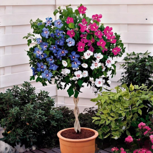 Гибискус-Дерево Триколор купить по цене от 289р. в интернет-магазине «Посадика» с доставкой почтой в в Калач-на-Донуе и по всей России – [изображение №1].