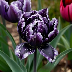 Тюльпан Индиго купить по цене от 600р. в интернет-магазине «Посадика» с доставкой почтой в в Калач-на-Донуе и по всей России – [изображение №1].