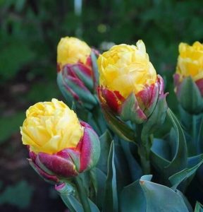 Тюльпан Айс Крим Банана купить по цене от 360р. в интернет-магазине «Посадика» с доставкой почтой в в Калач-на-Донуе и по всей России – [изображение №1].