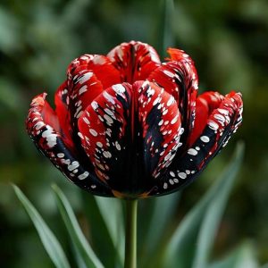 Тюльпан Вельвет Файер купить по цене от 394р. в интернет-магазине «Посадика» с доставкой почтой в в Калач-на-Донуе и по всей России – [изображение №1].