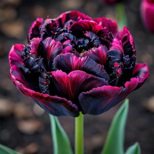 Тюльпан Фламинго купить по цене от 500р. в интернет-магазине «Посадика» с доставкой почтой в в Калач-на-Донуе и по всей России – [изображение №1].