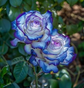 Роза Пэтолз Хоуп купить по цене от 333р. в интернет-магазине «Посадика» с доставкой почтой в в Калач-на-Донуе и по всей России – [изображение №1].