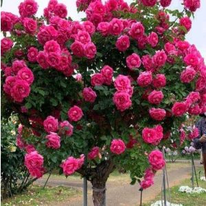 Роза Версаля купить по цене от 232р. в интернет-магазине «Посадика» с доставкой почтой в в Калач-на-Донуе и по всей России – [изображение №1].