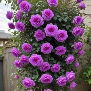 Роза Мистик Уайт купить по цене от 620р. в интернет-магазине «Посадика» с доставкой почтой в в Калач-на-Донуе и по всей России – [изображение №1].