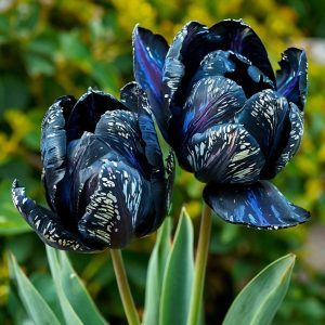 Тюльпан Блю Фог купить по цене от 500р. в интернет-магазине «Посадика» с доставкой почтой в в Калач-на-Донуе и по всей России – [изображение №1].