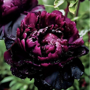 Пион Темный Сад купить по цене от 421р. в интернет-магазине «Посадика» с доставкой почтой в в Калач-на-Донуе и по всей России – [изображение №1].