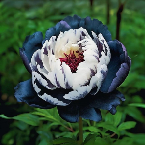 Пион Древовидный Инь-Янь купить по цене от 419р. в интернет-магазине «Посадика» с доставкой почтой в в Калач-на-Донуе и по всей России – [изображение №1].