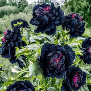 Пион древовидный Сердце Афродиты купить по цене от 600р. в интернет-магазине «Посадика» с доставкой почтой в в Калач-на-Донуе и по всей России – [изображение №1].