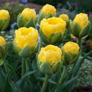 Тюльпан махровый Ванила Коп купить по цене от 159р. в интернет-магазине «Посадика» с доставкой почтой в в Калач-на-Донуе и по всей России – [изображение №1].