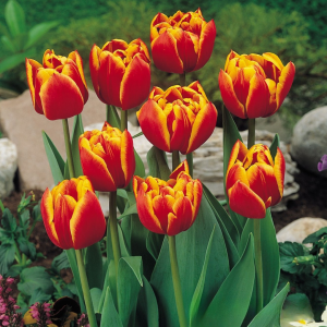 Тюльпан Блэк Фаер купить по цене от 275р. в интернет-магазине «Посадика» с доставкой почтой в в Калач-на-Донуе и по всей России – [изображение №1].