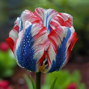 Тюльпан Ремс Сенсейшн купить по цене от 219р. в интернет-магазине «Посадика» с доставкой почтой в в Калач-на-Донуе и по всей России – [изображение №1].