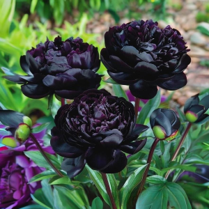 Пион Королевский Бархат купить по цене от 419р. в интернет-магазине «Посадика» с доставкой почтой в в Калач-на-Донуе и по всей России – [изображение №1].