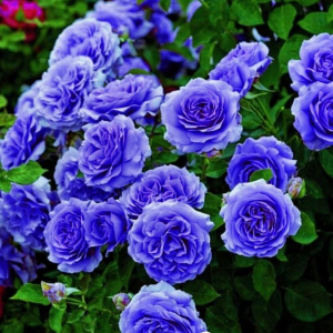 Роза Блю Мун купить по цене от 450р. в интернет-магазине «Посадика» с доставкой почтой в в Калач-на-Донуе и по всей России – [изображение №1].