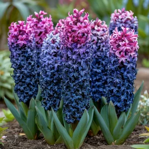 Гиацинт Блю Спринг купить по цене от 2099р. в интернет-магазине «Посадика» с доставкой почтой в в Калач-на-Донуе и по всей России – [изображение №1].