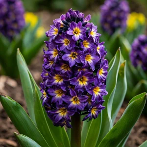 Гиацинт Вельвет Колор купить по цене от 2099р. в интернет-магазине «Посадика» с доставкой почтой в в Калач-на-Донуе и по всей России – [изображение №1].