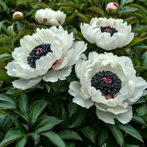 Пион Инк Эн купить по цене от 429р. в интернет-магазине «Посадика» с доставкой почтой в в Калач-на-Донуе и по всей России – [изображение №1].