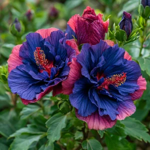 Гибискус Роуз Шайн купить по цене от 360р. в интернет-магазине «Посадика» с доставкой почтой в в Калач-на-Донуе и по всей России – [изображение №1].