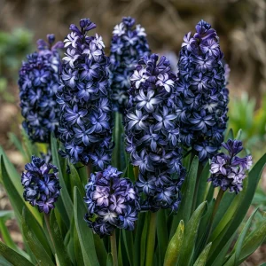 Гиацинт Блум Клауд купить по цене от 2099р. в интернет-магазине «Посадика» с доставкой почтой в в Калач-на-Донуе и по всей России – [изображение №1].