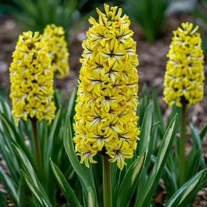 Гиацинт Сансет Голд купить по цене от 2099р. в интернет-магазине «Посадика» с доставкой почтой в в Калач-на-Донуе и по всей России – [изображение №1].