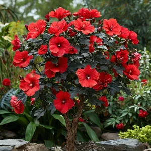 Гибискус Миднайт Роуз купить по цене от 269р. в интернет-магазине «Посадика» с доставкой почтой в в Калач-на-Донуе и по всей России – [изображение №1].