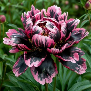 Пион Дроп Руби купить по цене от 469р. в интернет-магазине «Посадика» с доставкой почтой в в Калач-на-Донуе и по всей России – [изображение №1].