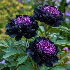 Пион Свэнс Даун купить по цене от 610р. в интернет-магазине «Посадика» с доставкой почтой в в Калач-на-Донуе и по всей России – [изображение №1].