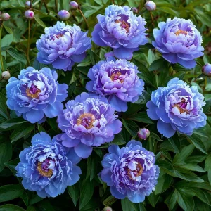 Пион Голубой лотос купить по цене от 590р. в интернет-магазине «Посадика» с доставкой почтой в в Калач-на-Донуе и по всей России – [изображение №1].