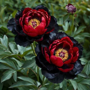 Пион Эбеновый Рубин купить по цене от 419р. в интернет-магазине «Посадика» с доставкой почтой в в Калач-на-Донуе и по всей России – [изображение №1].