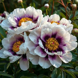 Пион Эко Саммер купить по цене от 548р. в интернет-магазине «Посадика» с доставкой почтой в в Калач-на-Донуе и по всей России – [изображение №1].