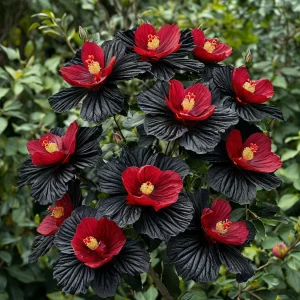 Гибискус Ройял Афеа купить по цене от 460р. в интернет-магазине «Посадика» с доставкой почтой в в Калач-на-Донуе и по всей России – [изображение №1].