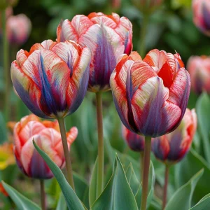 Тюльпан Эбисан Грэйс купить по цене от 217р. в интернет-магазине «Посадика» с доставкой почтой в в Калач-на-Донуе и по всей России – [изображение №1].