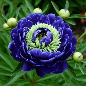 Пион Дримвивер купить по цене от 417р. в интернет-магазине «Посадика» с доставкой почтой в в Калач-на-Донуе и по всей России – [изображение №1].