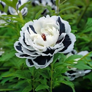 Пион Монохромный Шик купить по цене от 429р. в интернет-магазине «Посадика» с доставкой почтой в в Калач-на-Донуе и по всей России – [изображение №1].